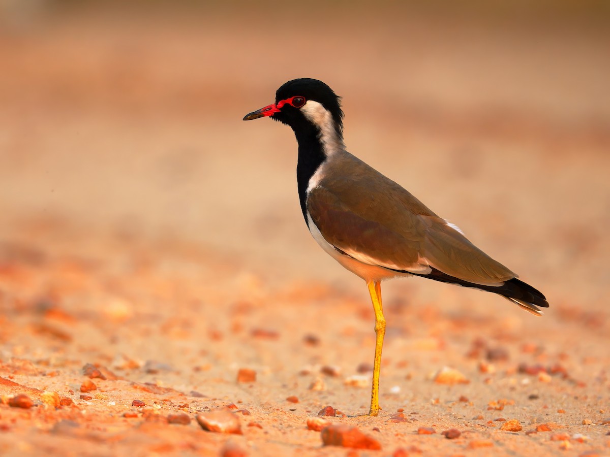 Украшенный чибис - ML646971560