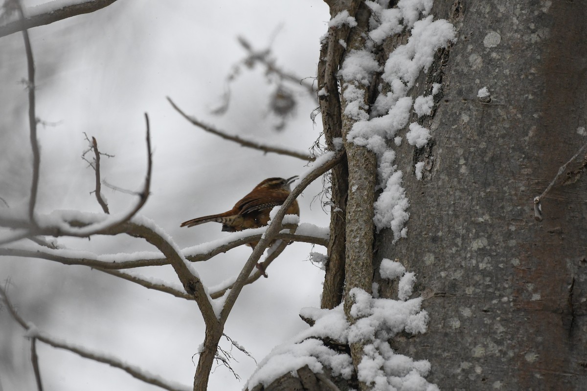 チャバラマユミソサザイ - ML646971562