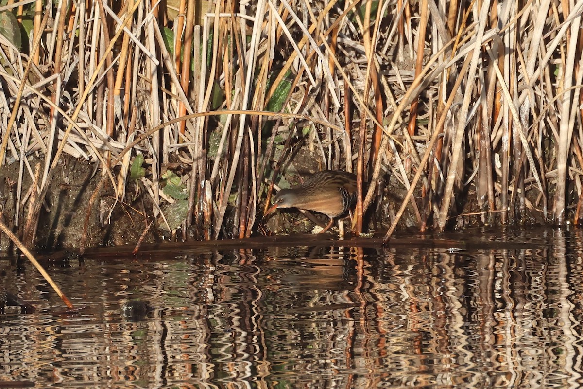 Virginia Rail - ML646971563