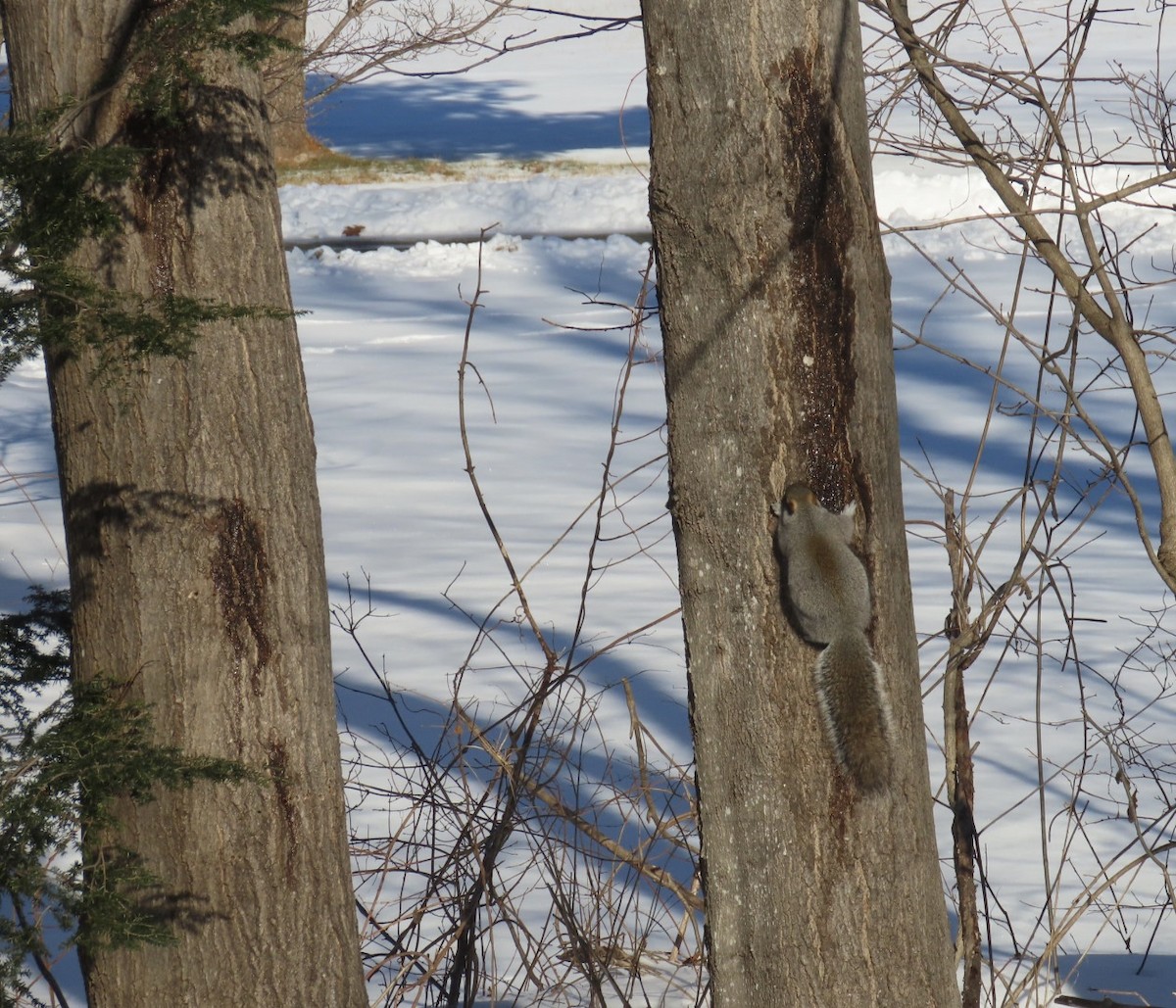 Ardilla gris de las Carolinas - ML646971564