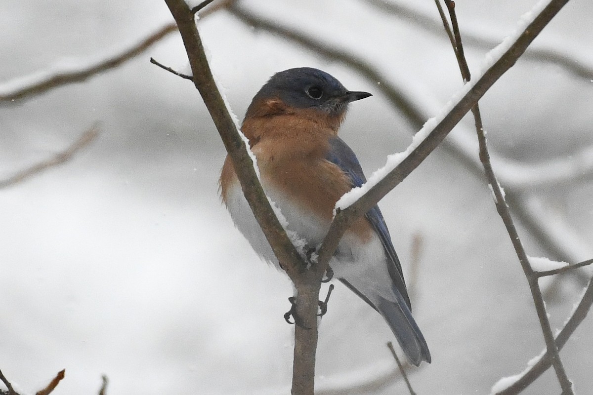 ルリツグミ - ML646971565