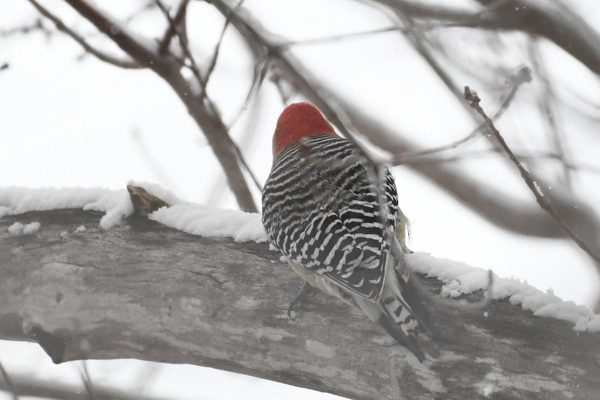 シマセゲラ - ML646971567