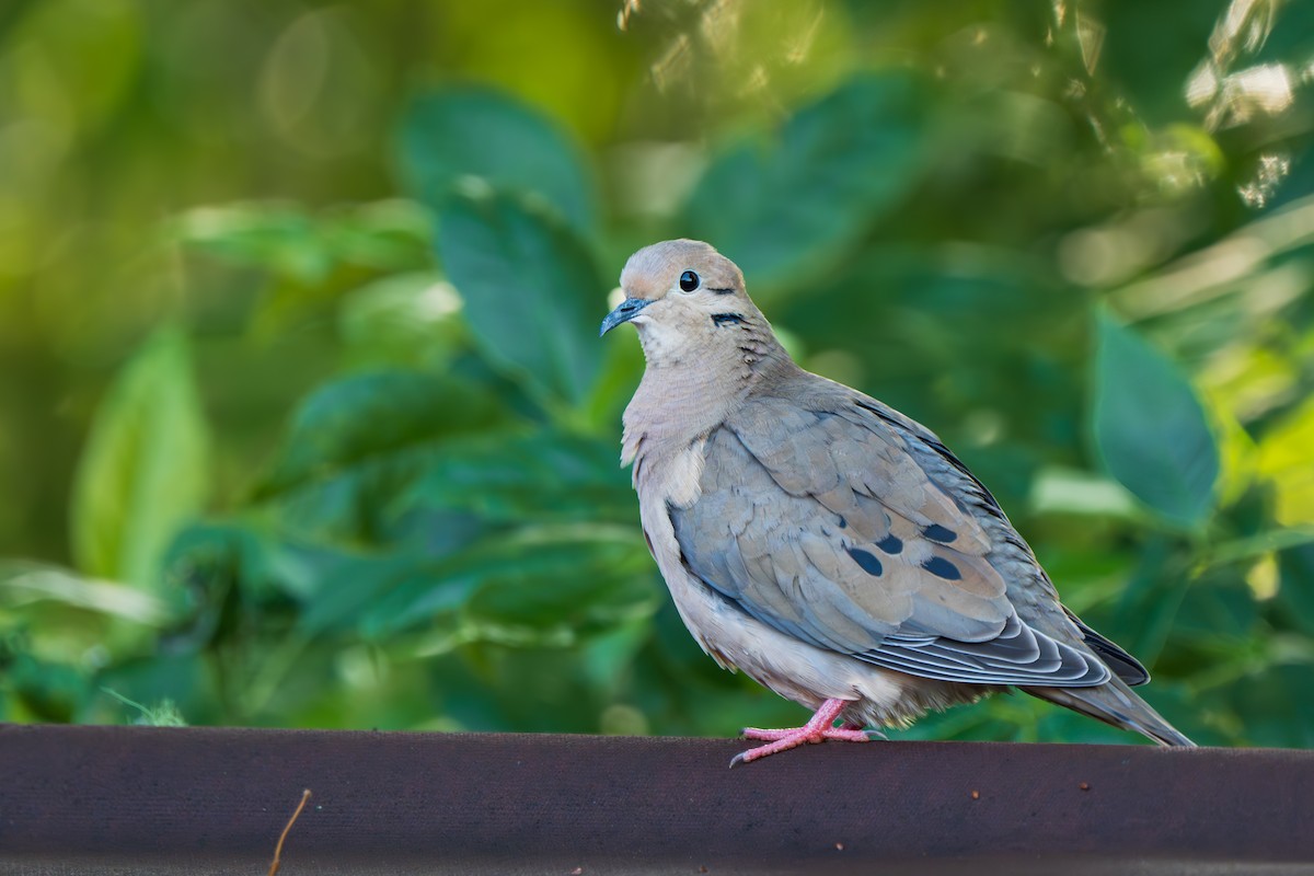 Eared Dove - ML646971568