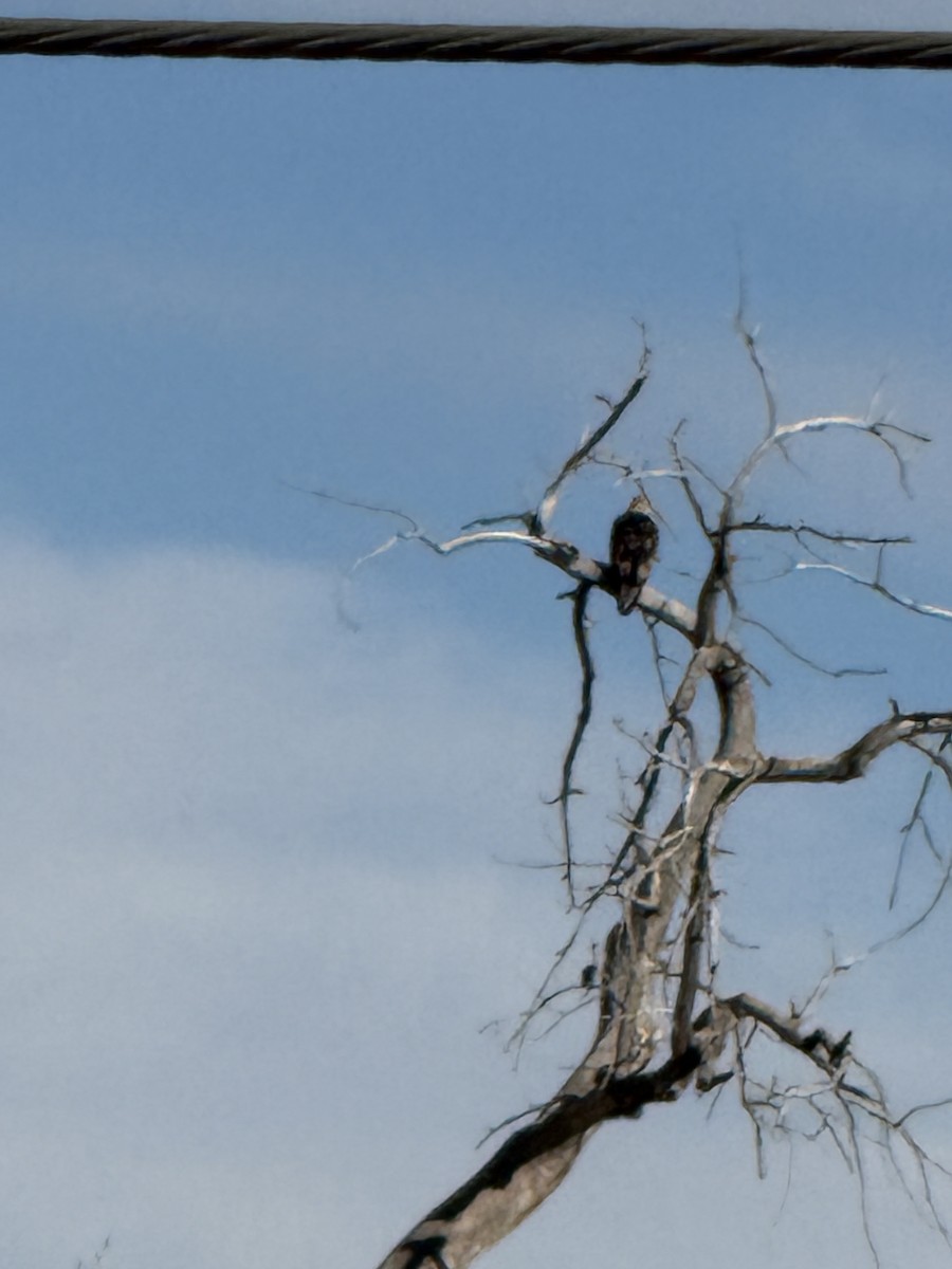 Golden Eagle - ML646971569