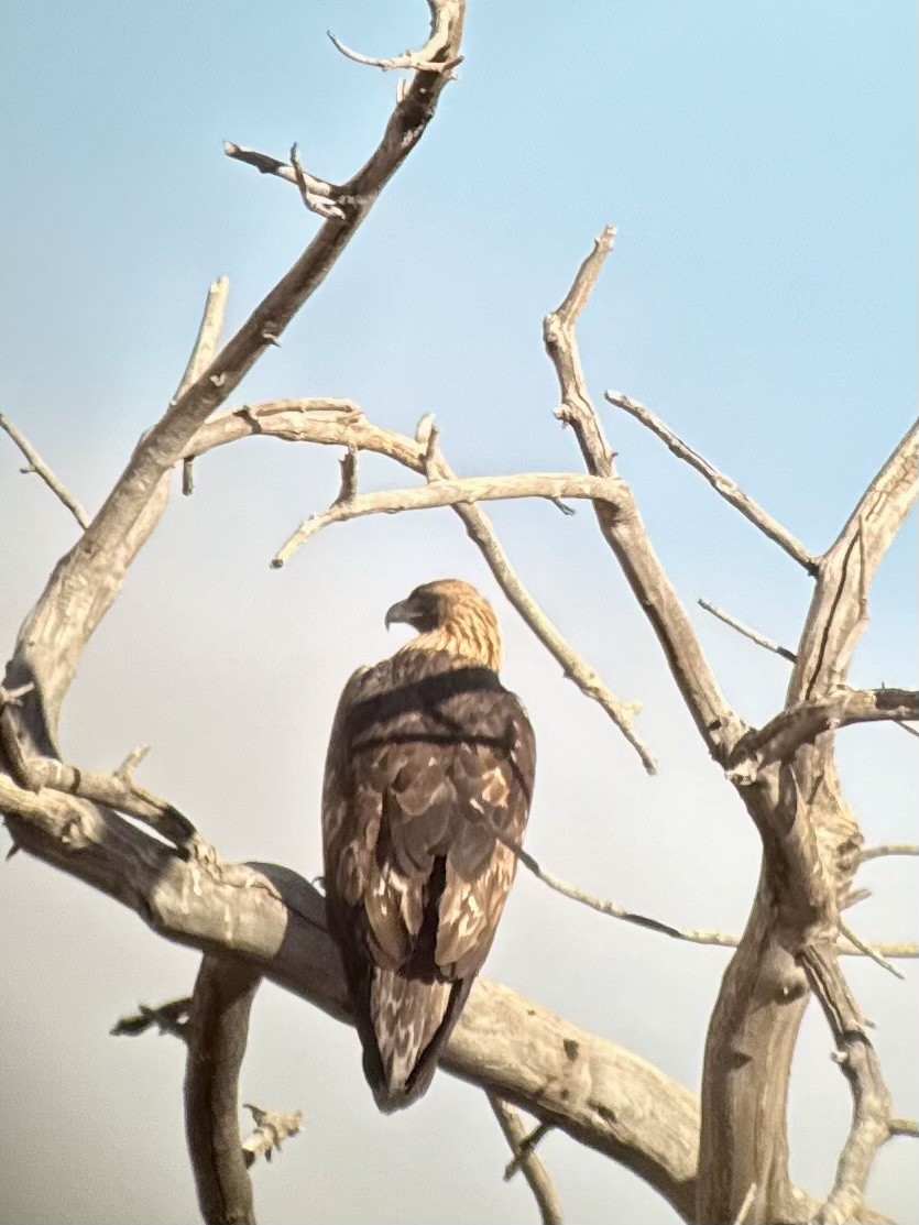 Golden Eagle - ML646971570