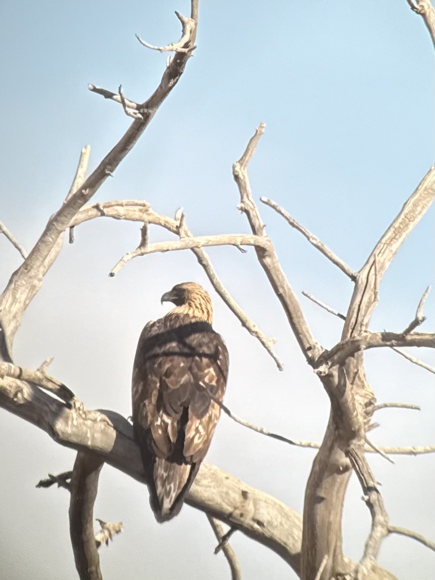 Golden Eagle - ML646971571