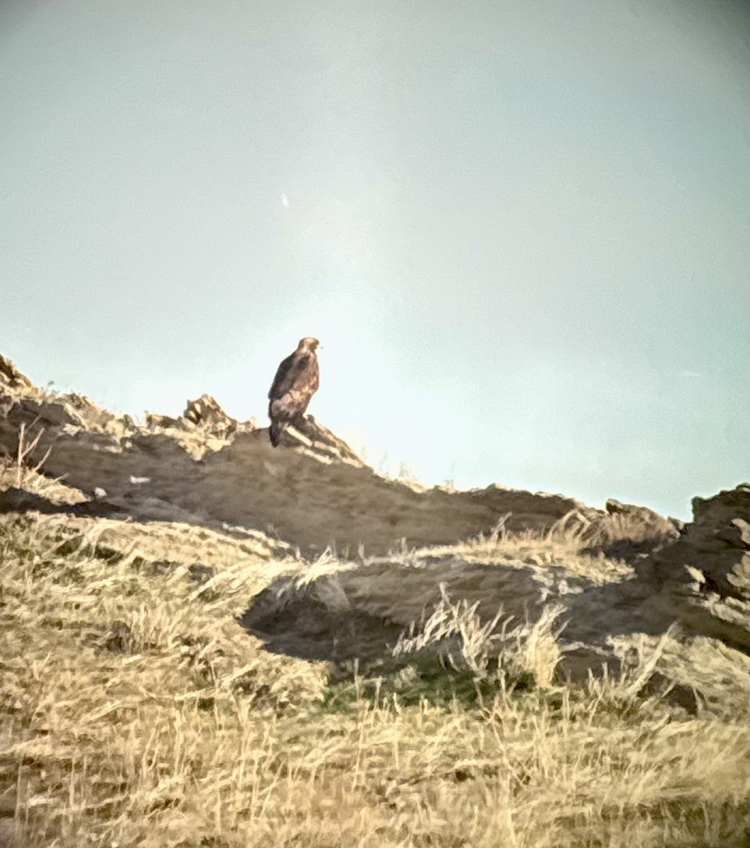 Golden Eagle - ML646971572