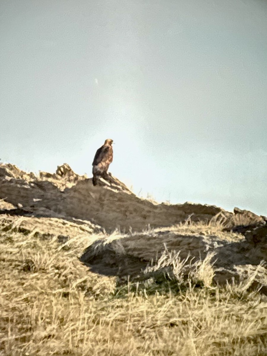 Golden Eagle - ML646971573