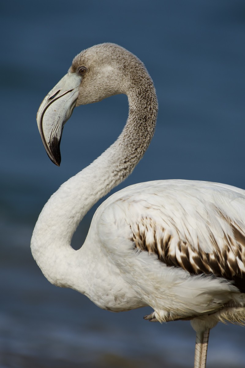 Greater Flamingo - ML646971574