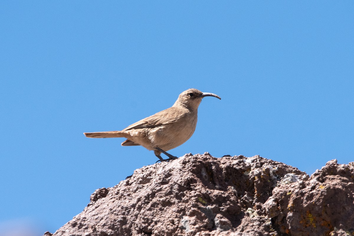 Buff-breasted Earthcreeper - ML646971576