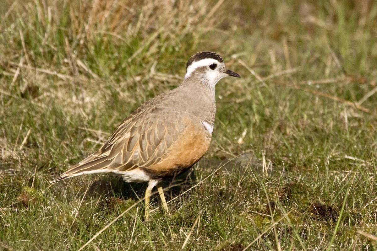 Eurasian Dotterel - ML646971580