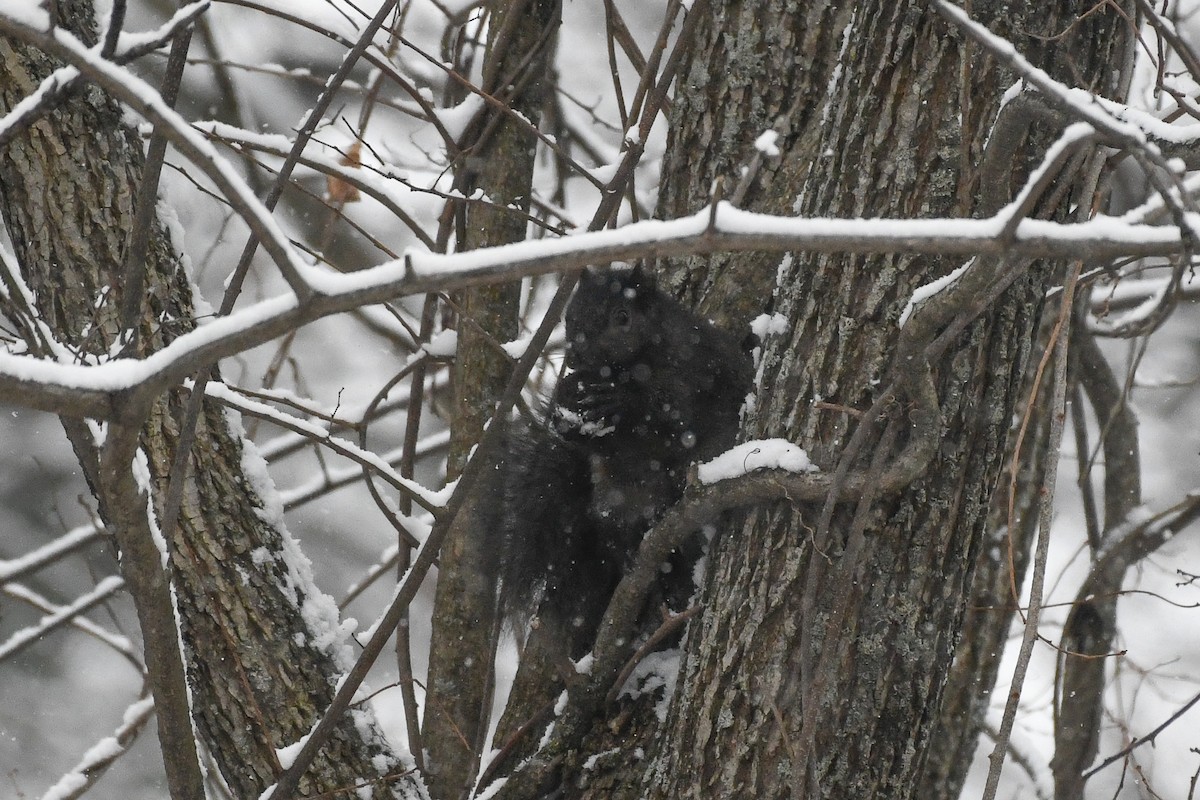 トウブハイイロリス - ML646971581