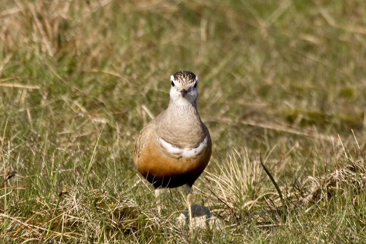 Eurasian Dotterel - ML646971585
