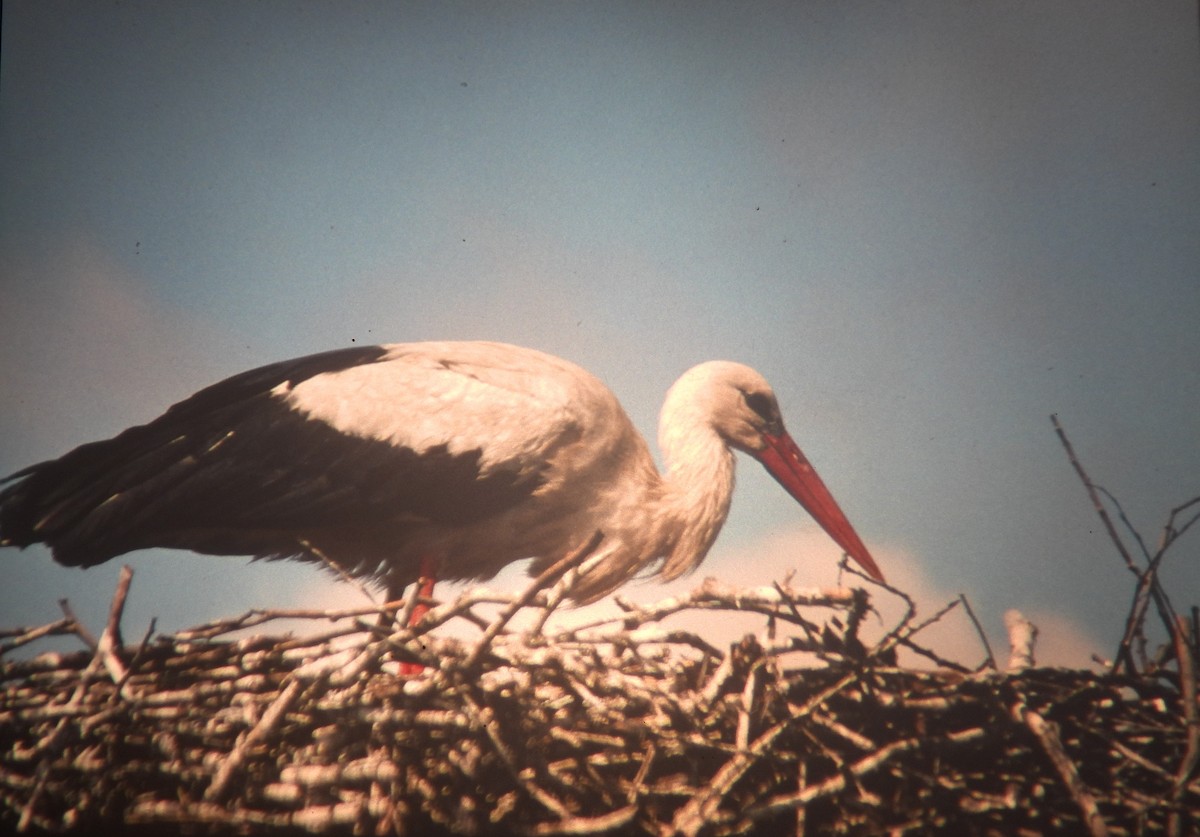 čáp bílý - ML646971587