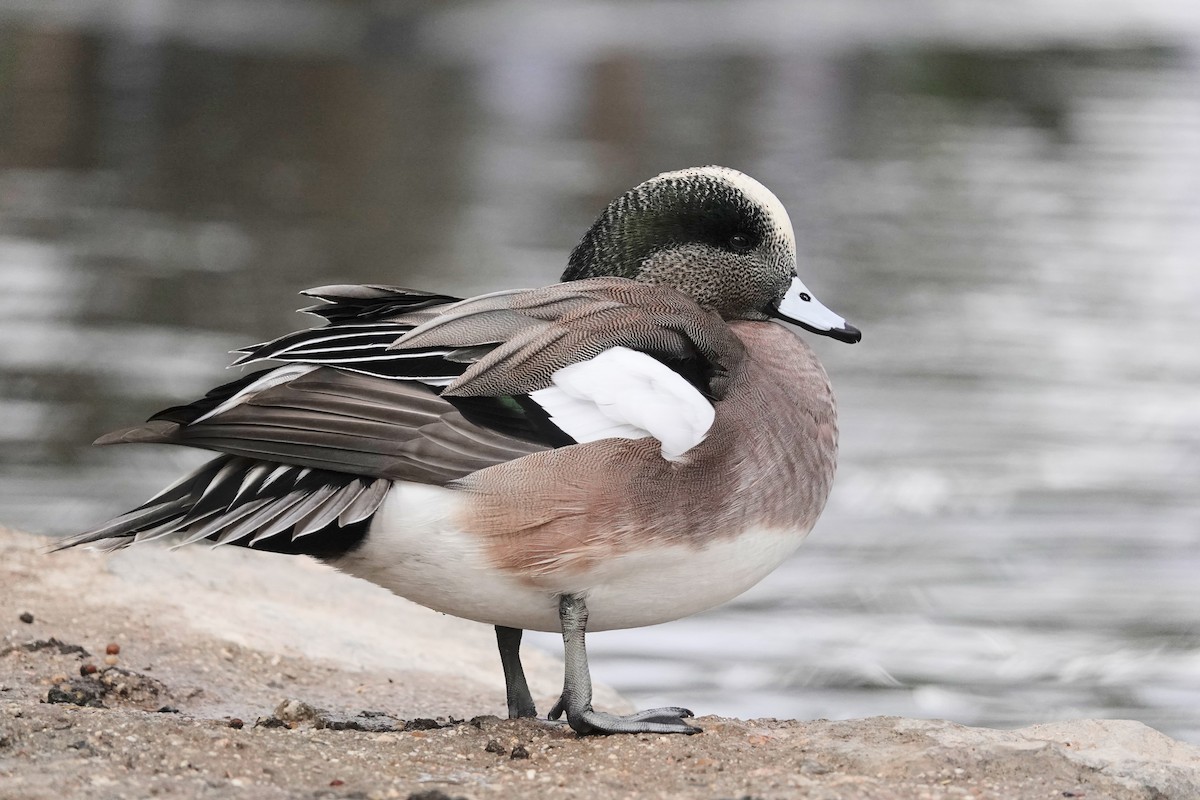 American Wigeon - ML646971589