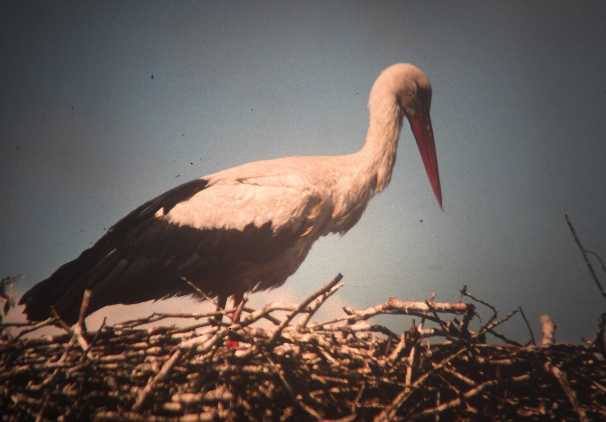 čáp bílý - ML646971596