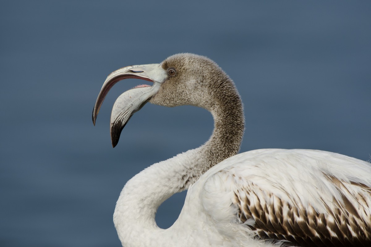 Greater Flamingo - ML646971597