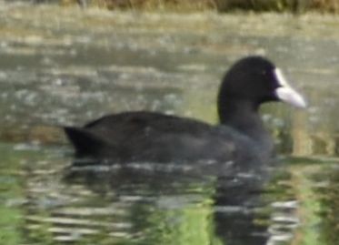 sothøne - ML646971624