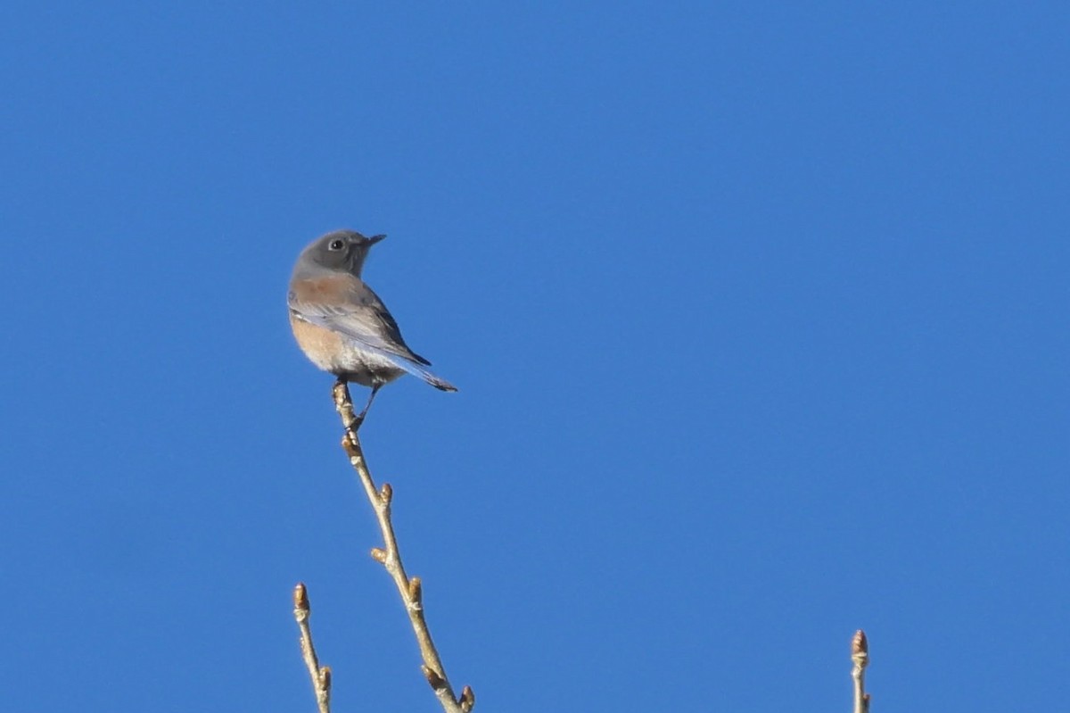 Western Bluebird - ML646971635