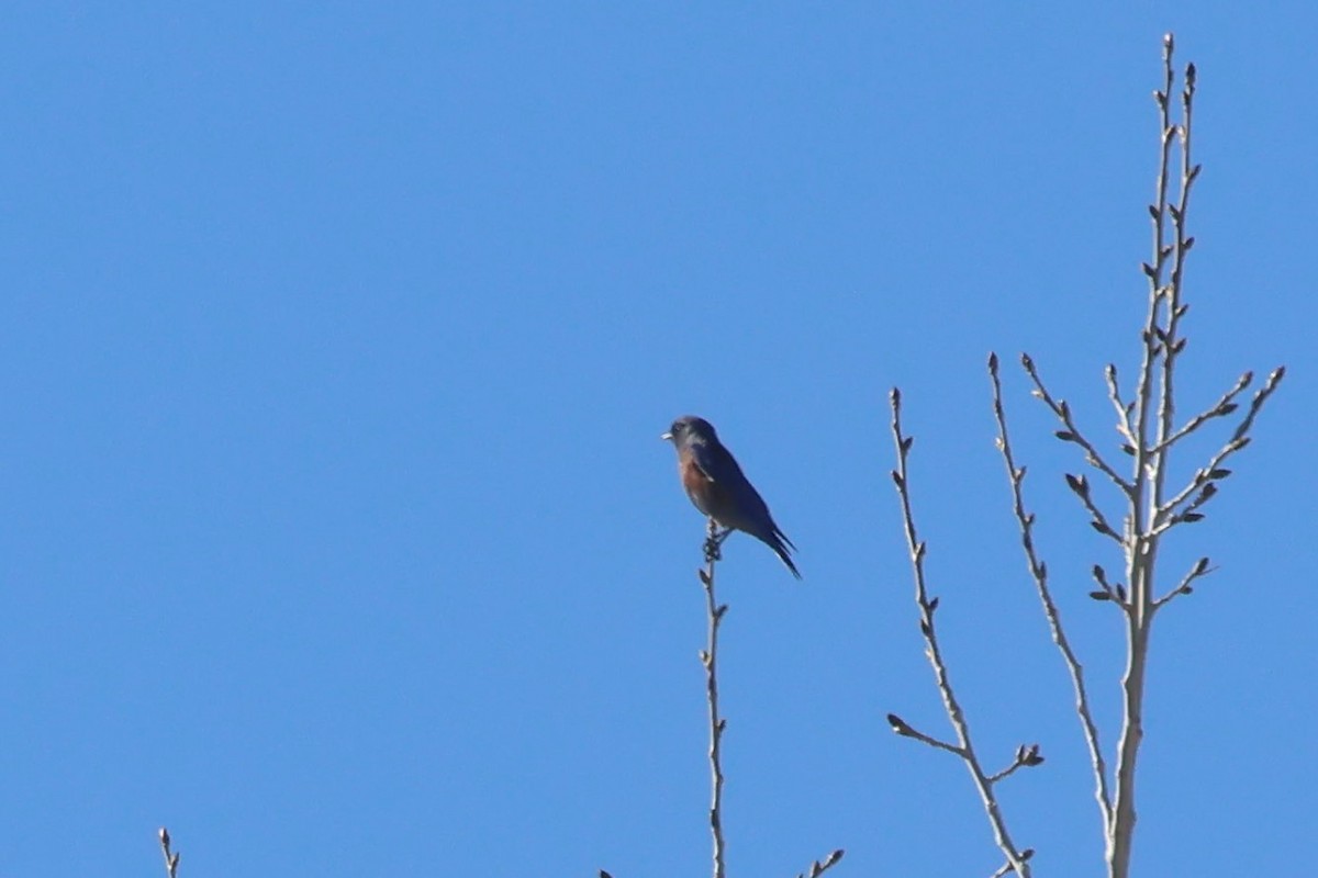 Western Bluebird - ML646971636