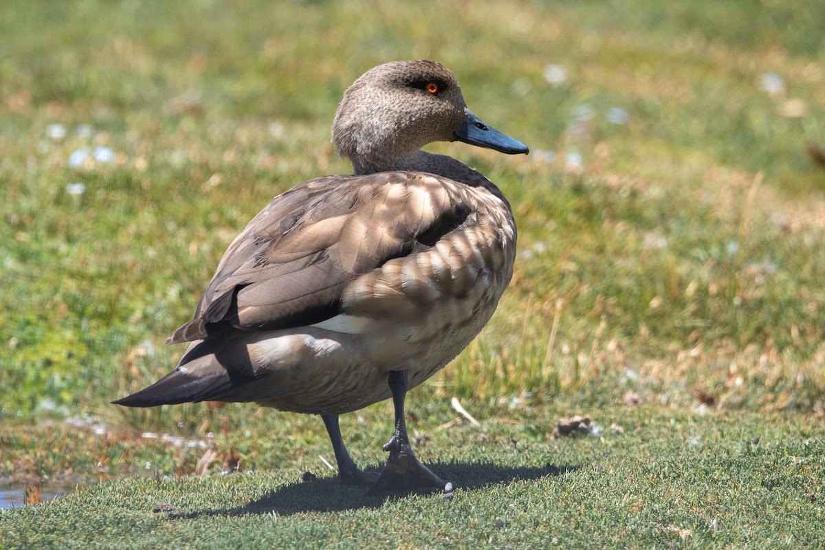 Crested Duck - ML646971638