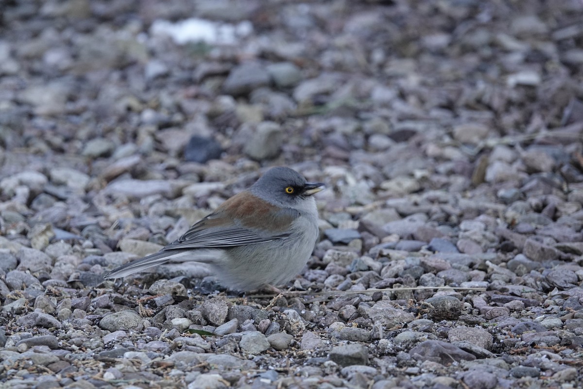Yellow-eyed Junco - ML646971647