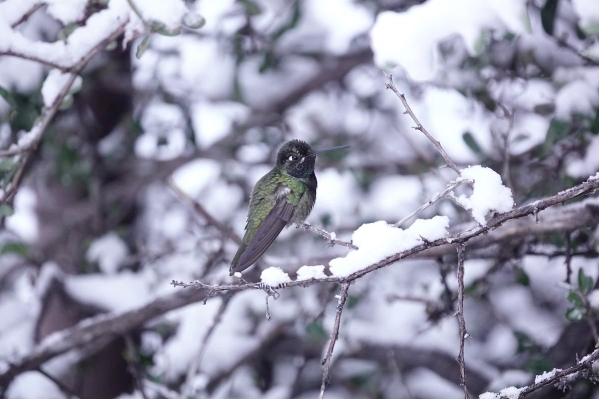 Rivoli's Hummingbird - ML646971652