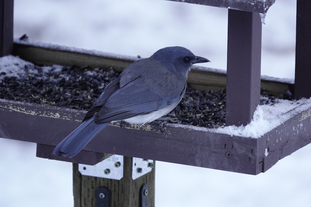 Meksika Kargası - ML646971663