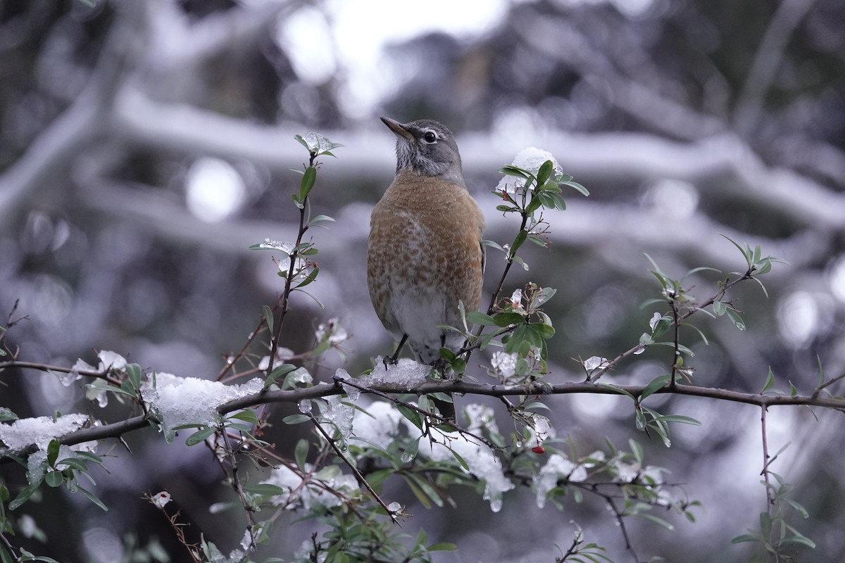 American Robin - ML646971667