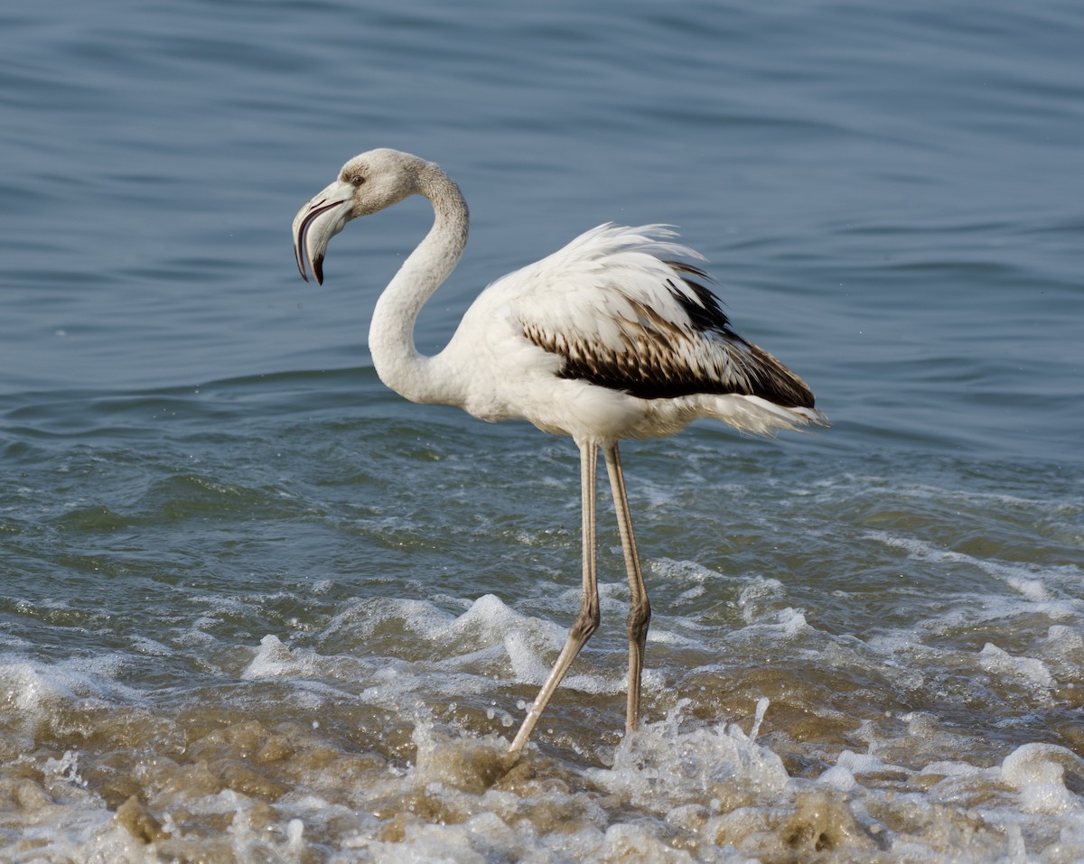 Greater Flamingo - ML646971673