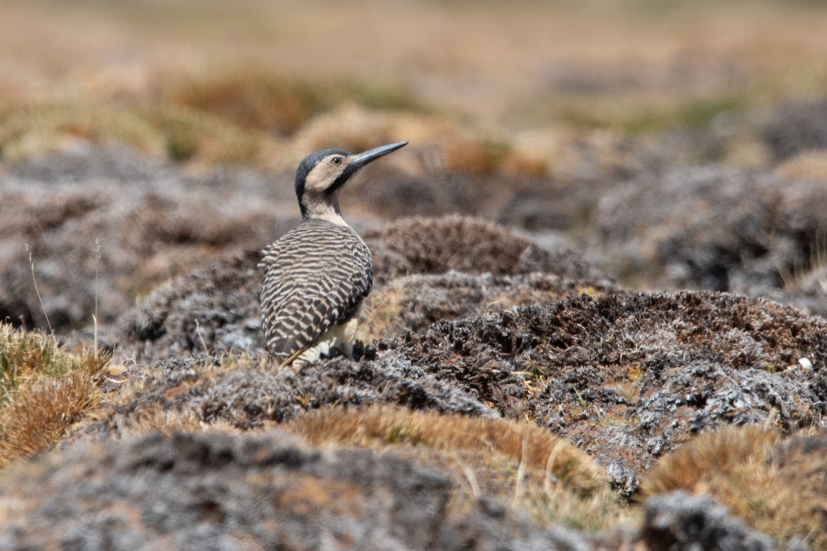 And Ağaçkakanı - ML646971678