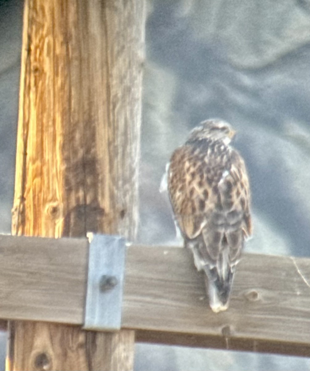 Ferruginous Hawk - ML646971683