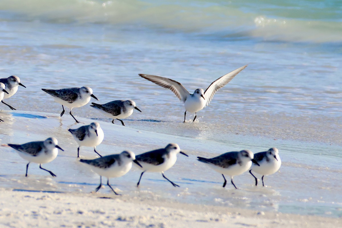 sandløper - ML646971688