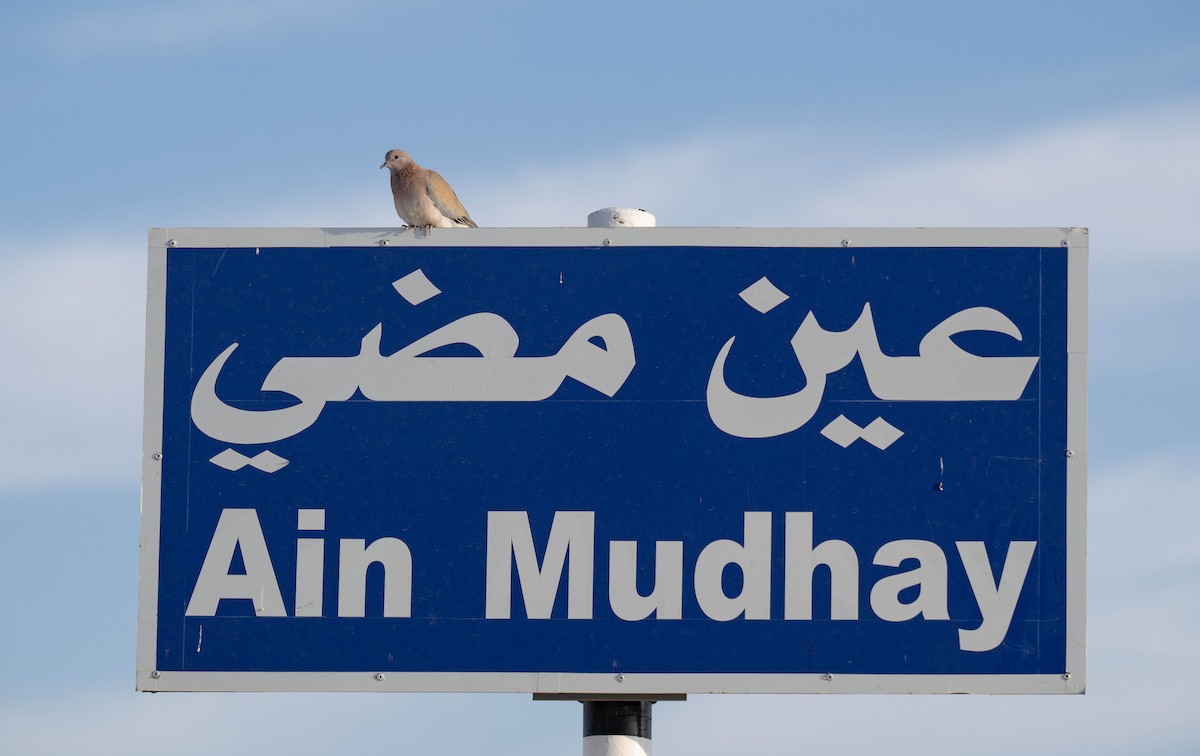 Горлиця мала - ML646971690