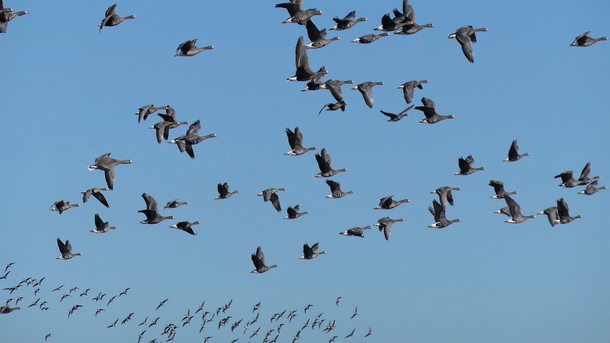 Greater White-fronted Goose - ML646971692