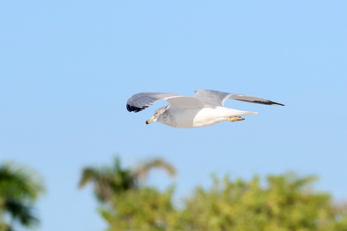 ringnebbmåke - ML646971693