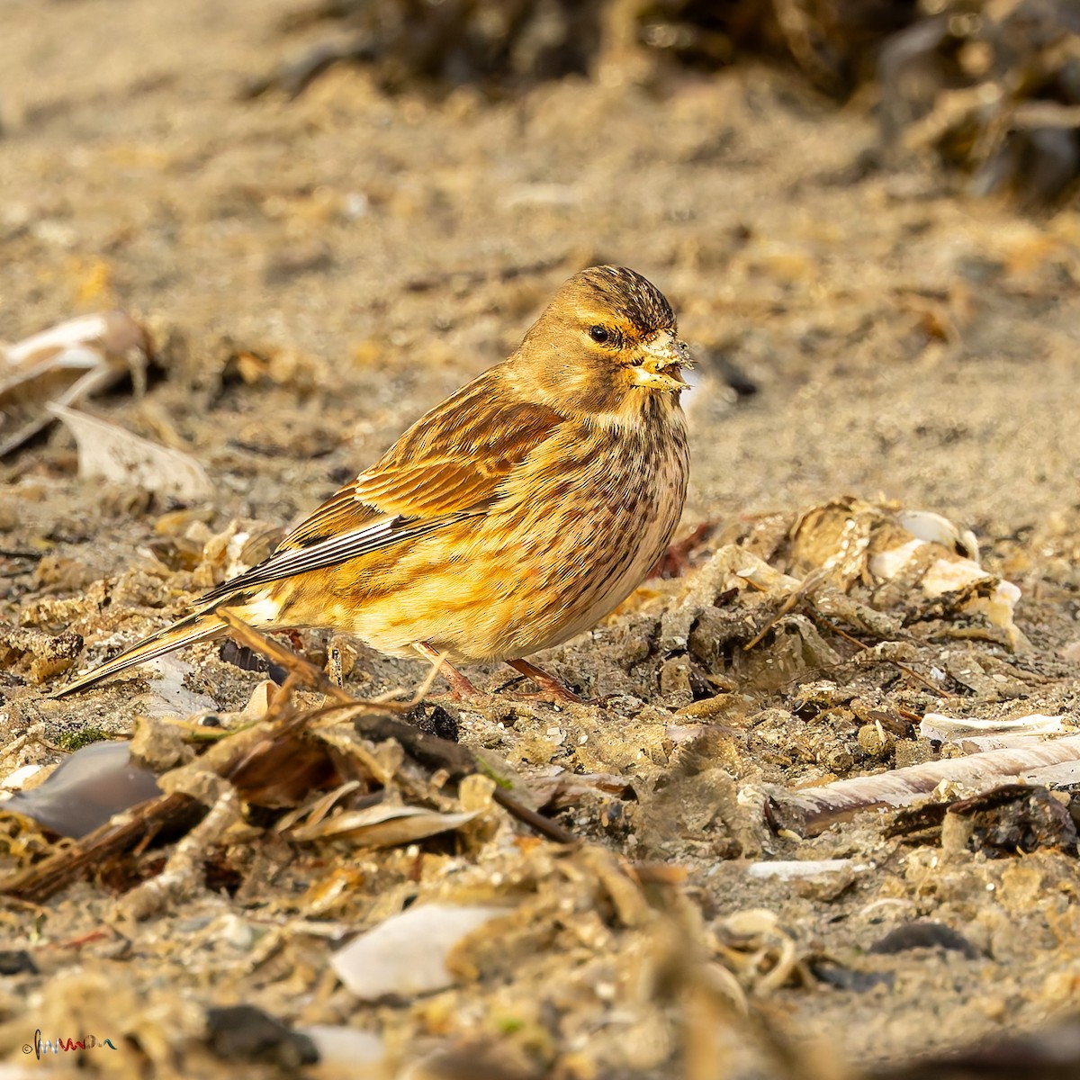 Eurasian Linnet - ML646971694