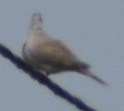 Tourterelle turque - ML646971697