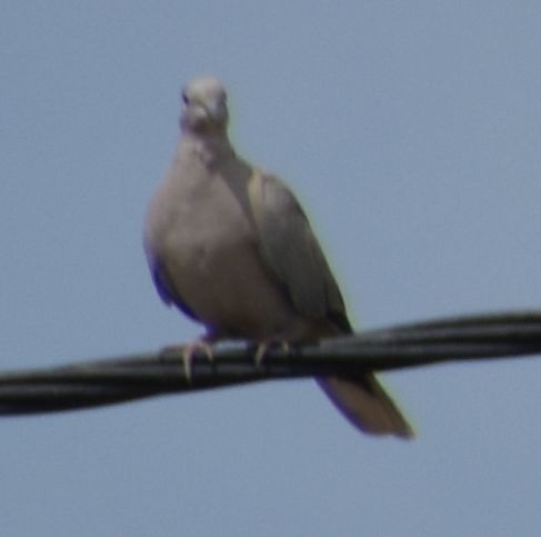 Tourterelle turque - ML646971698