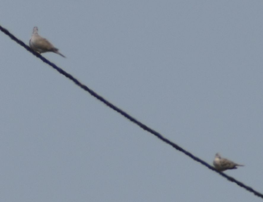 Tourterelle turque - ML646971699