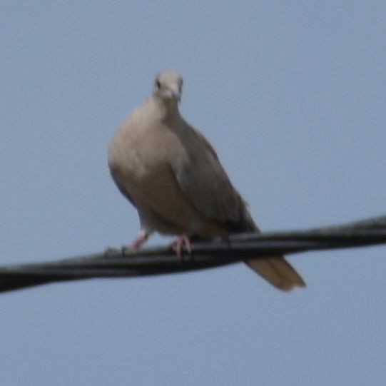 Tourterelle turque - ML646971700