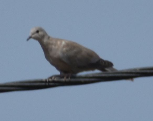 Tourterelle turque - ML646971701