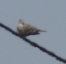 Tourterelle turque - ML646971702