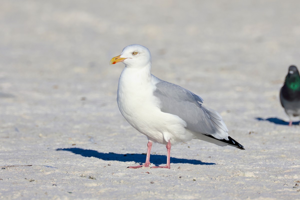 amerikagråmåke - ML646971705