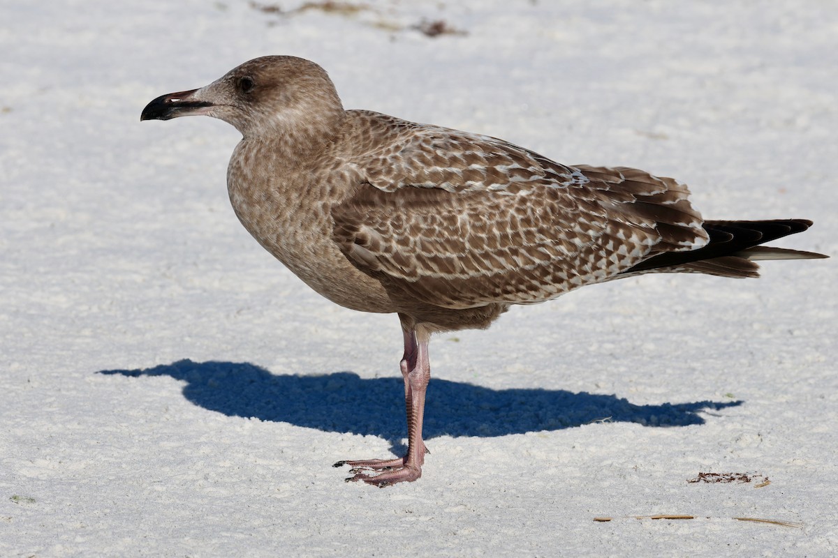 amerikagråmåke - ML646971706