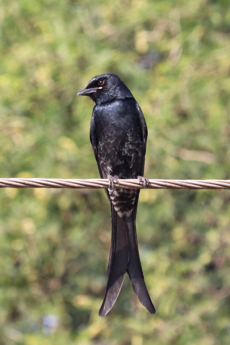 Black Drongo - ML646971709