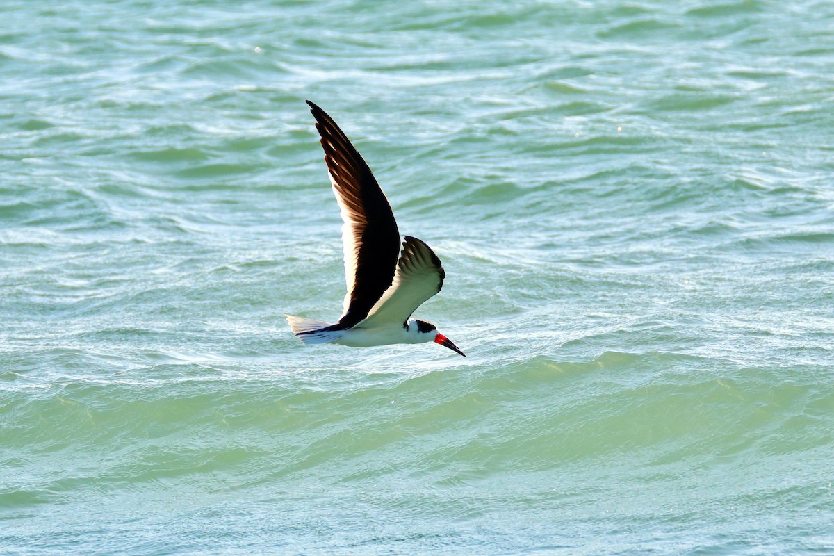 amerikasaksenebb - ML646971713