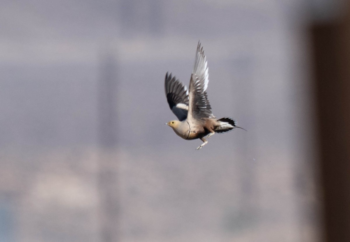 stepokur hnědobřichý - ML646971714