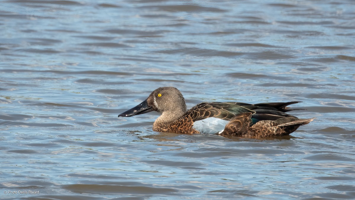 Australasian Shoveler - ML646971715