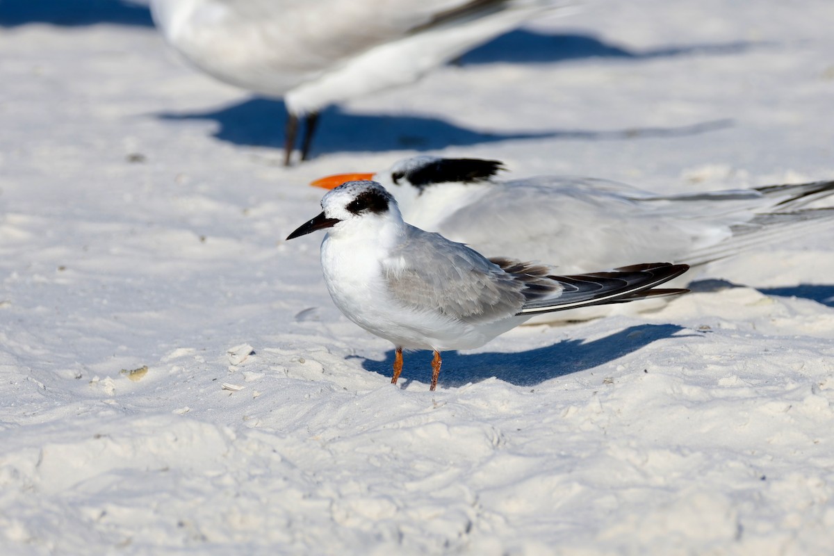 prærieterne - ML646971721